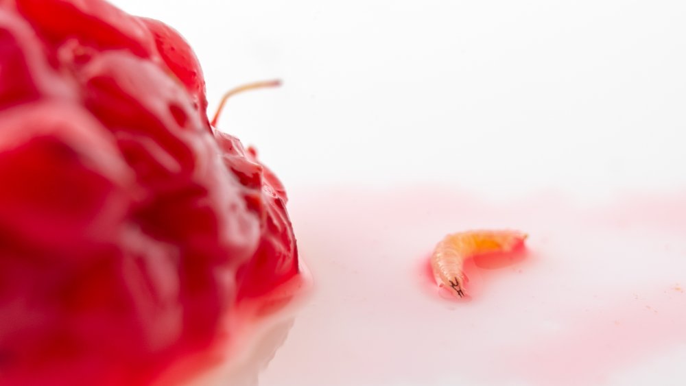 larvae crawling from a strawberry