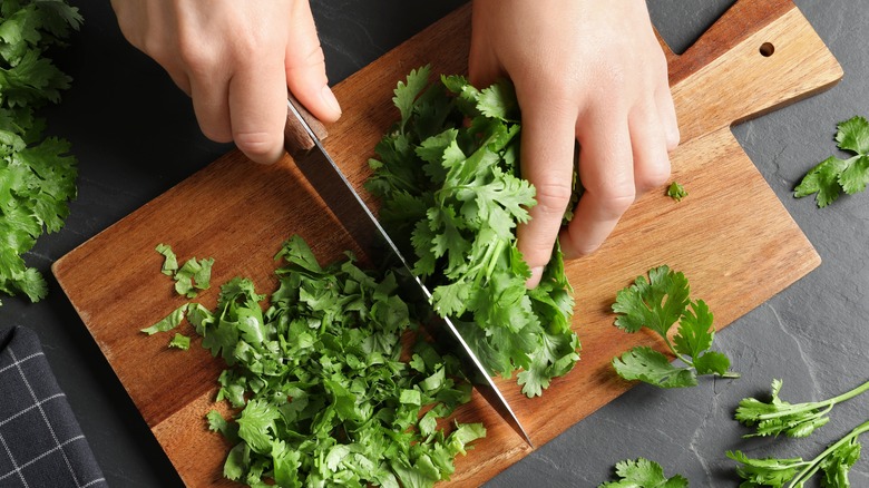 Person cutting fresh cilantro