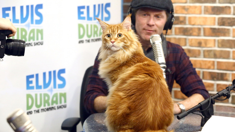 Bobby Flay sits with his cat Nacho
