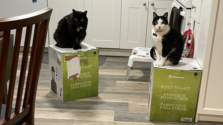 The cats on different Vitamix boxes