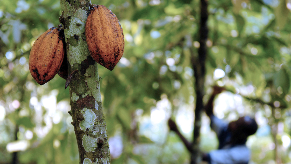 A farmer harvests cocoa