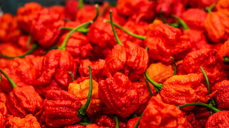 Pile of Carolina Reaper peppers