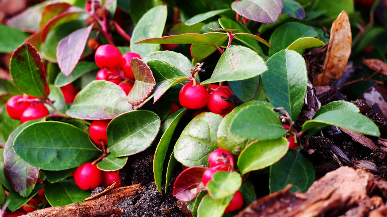 Teaberry plant