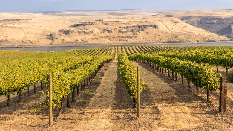 Columbia Valley vineyard in Washington