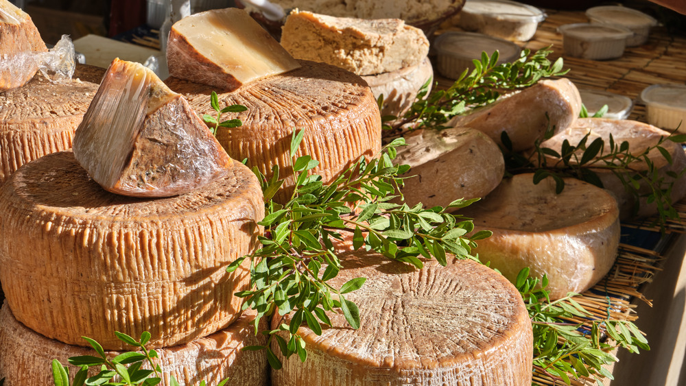 Casu marzu maggot cheese in Italy