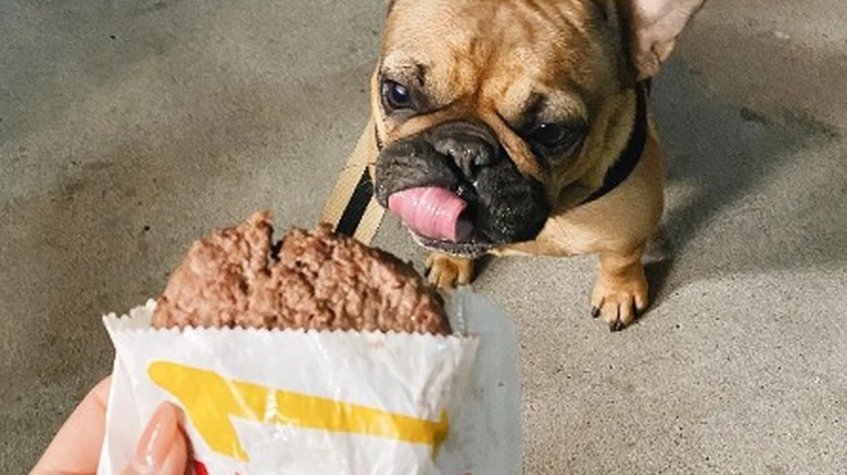 Dog looks at In N Out burger