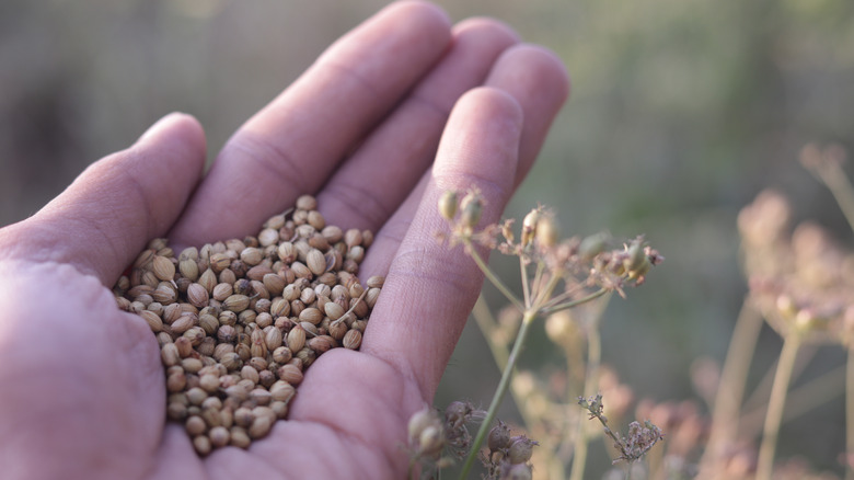 Hand holding coriander seeds