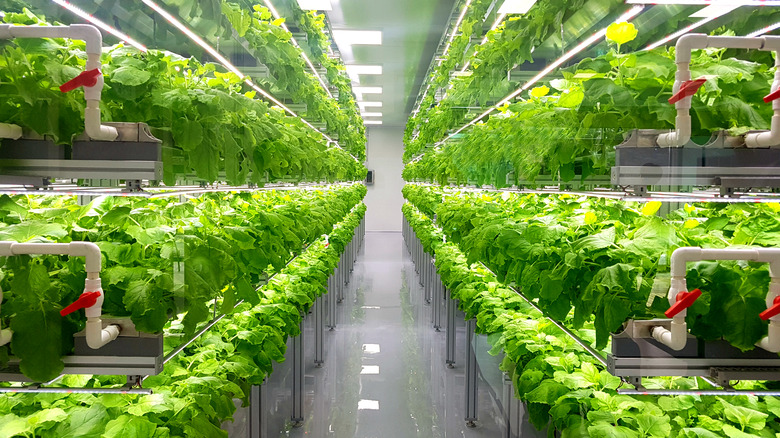 Plant vertical farms