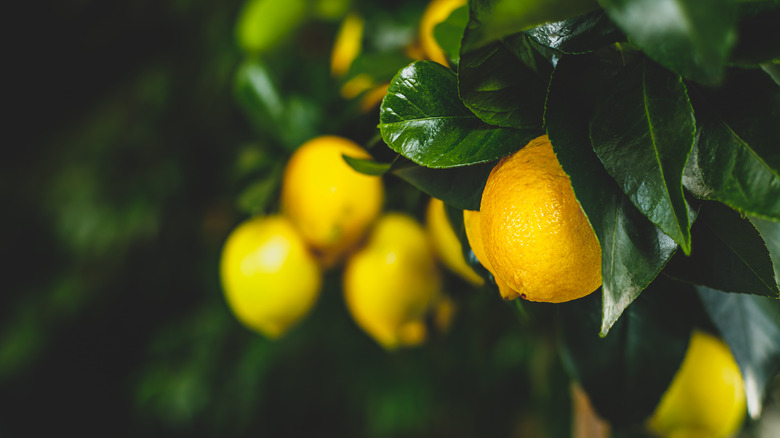 Lemons growing fresh on a tree