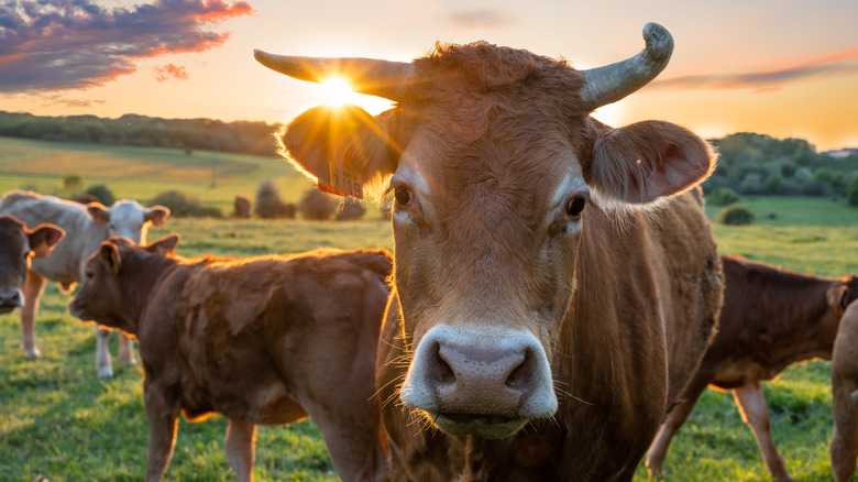 a cow looking accusingly at the camera 