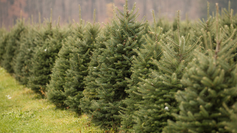 Christmas trees on farm