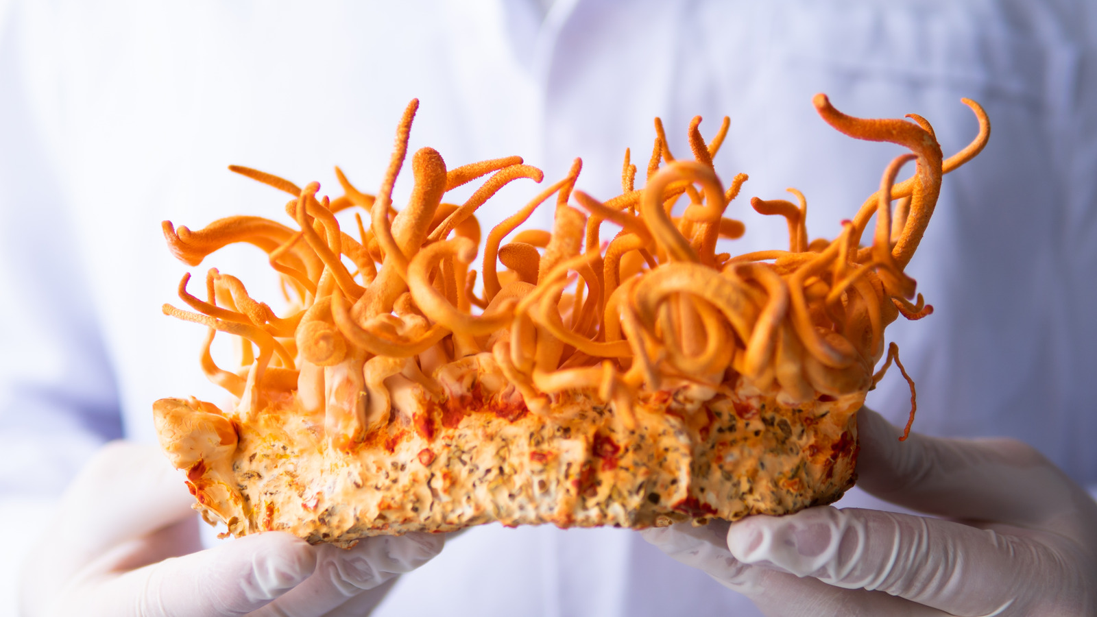 The Last Of Us Cordyceps Fungus Is Real Edible And An Aphrodisiac