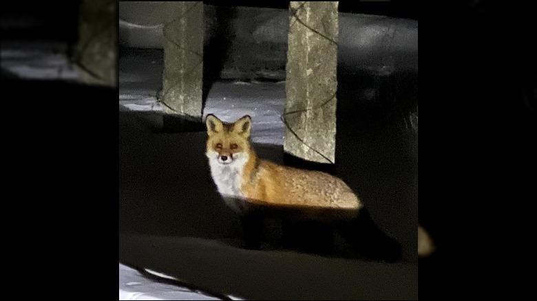 fox at martha stewart's home