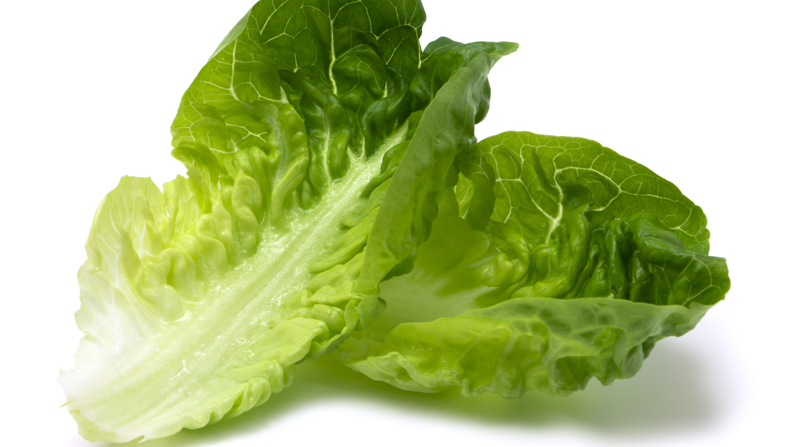 The Latest Romaine Lettuce Recall Is Due To Wait For It Deer Poop