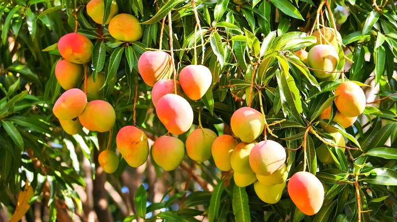 Ripe mangos hanging from leafy trees in the sun. 