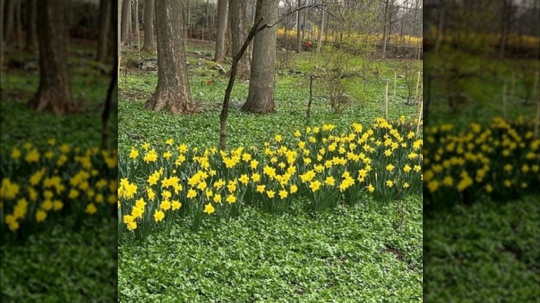 Yellow daffodils and green grass