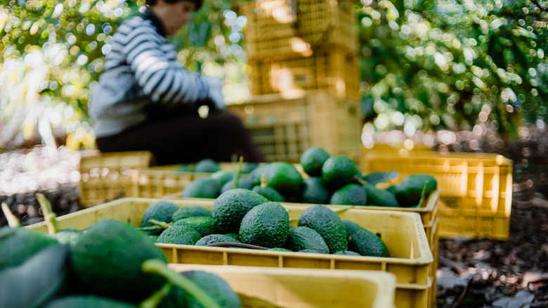 Hass avocado harvest