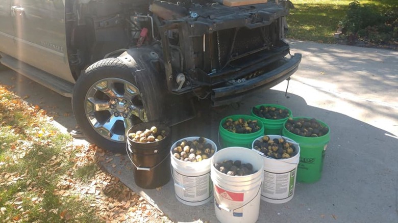 Walnuts in buckets