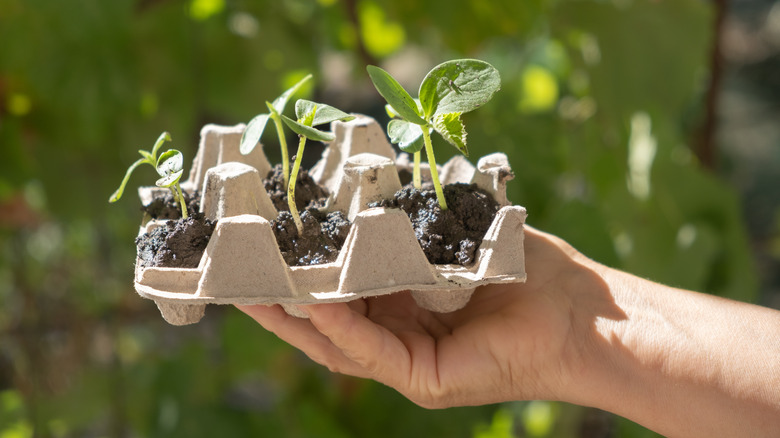 seedlings in cardboard egg carton