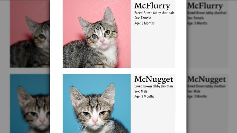 Two gray/white kittens identified as McFlurry and McNugget