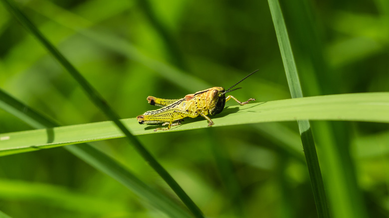 Grasshopper on a blade of grass