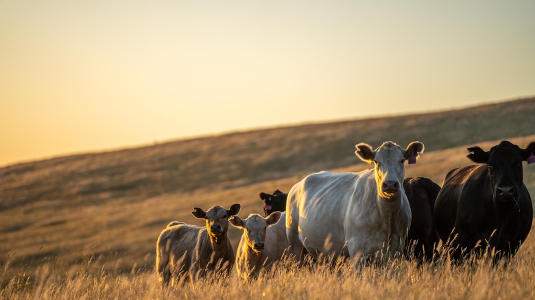 free-range angus beef