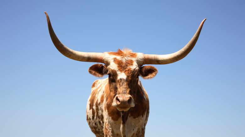 texas longhorn cattle