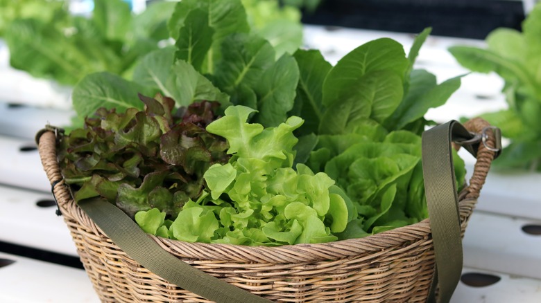 Lettuce in a basket