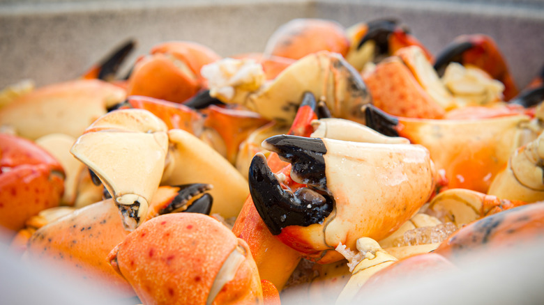 Florida Stone crab claws on ice