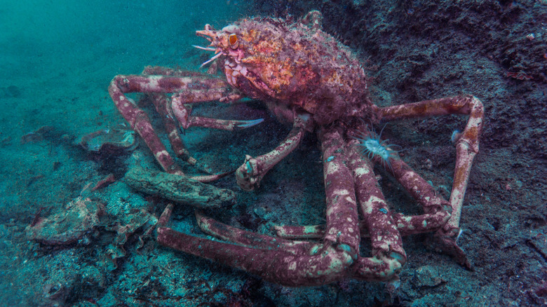 Japanese Spider crab under water