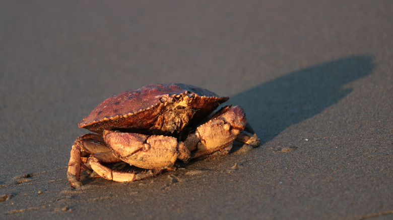 Peekytoe crab in the sand