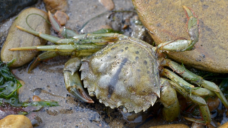 Southern European crab on rocks