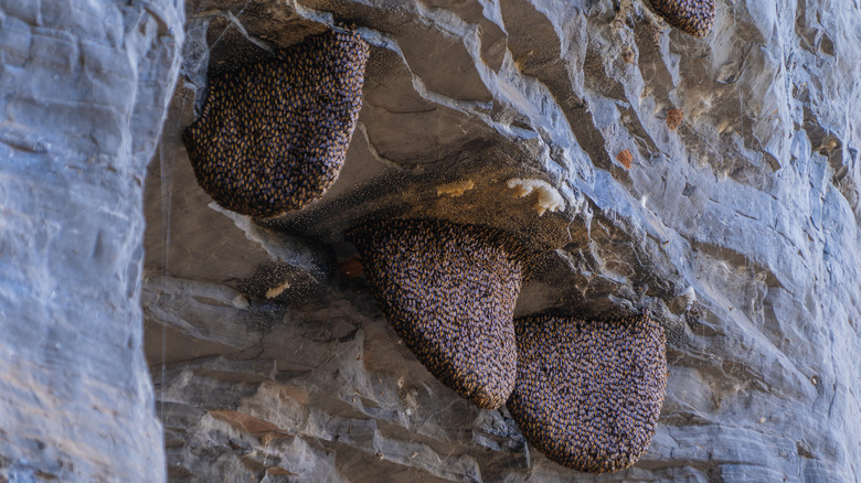 honeycombs with bees along a rock wall