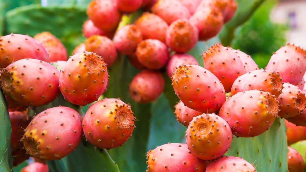 prickly pear cactus for pie