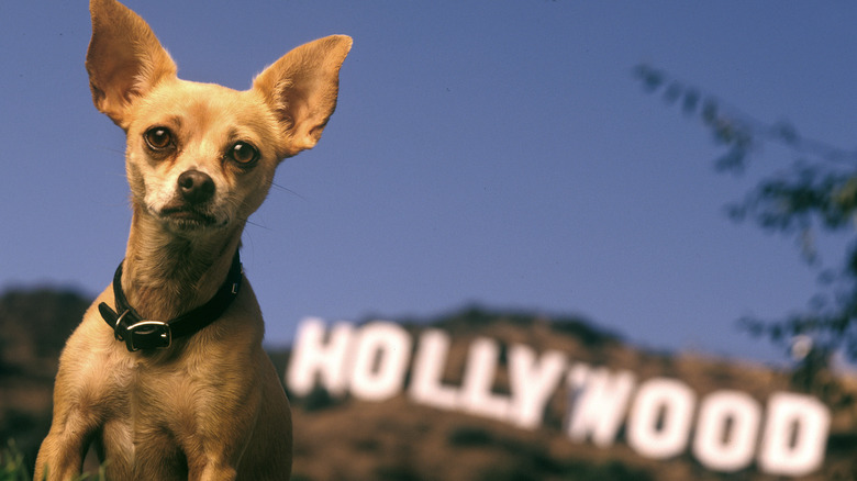 Gidget posing by Hollywood sign