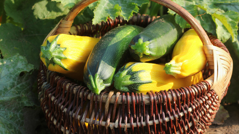 Fresh squash and zucchini