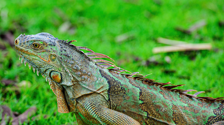 Feral iguana in Florida