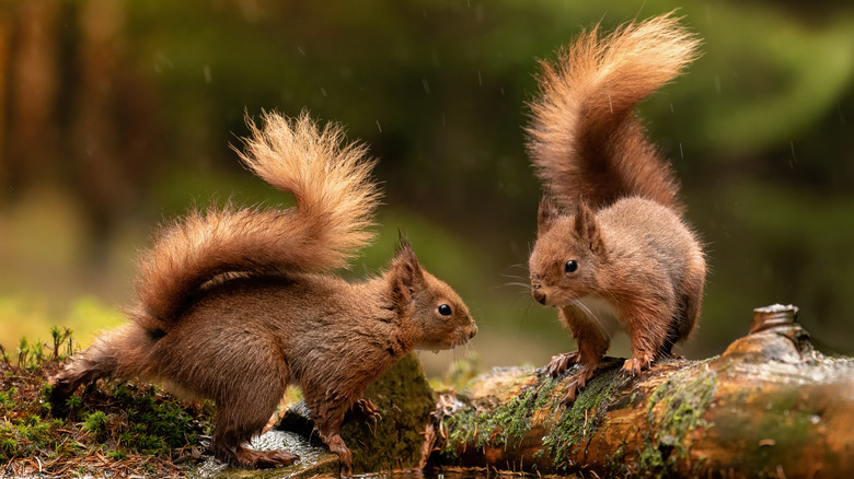 squirrels near trees