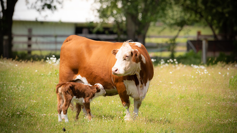 Cow and calf in pasture 