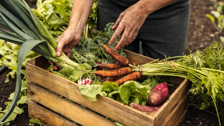 Farmer placing produce in box