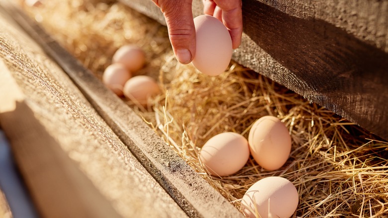 hand taking egg from straw