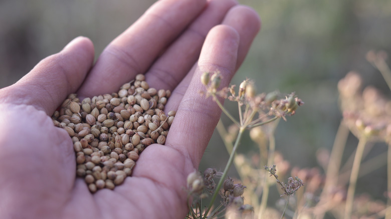 A hand filled with dry coriander