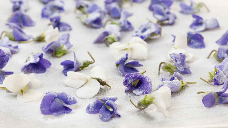 candied violets drying