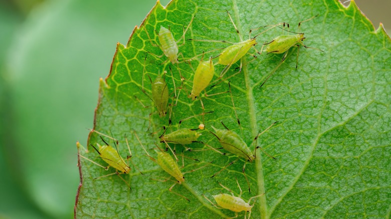 insects in plant leaf closeup