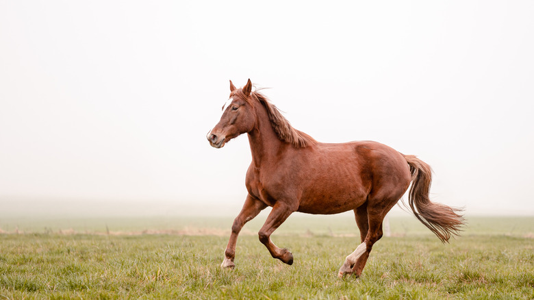 A horse in a field