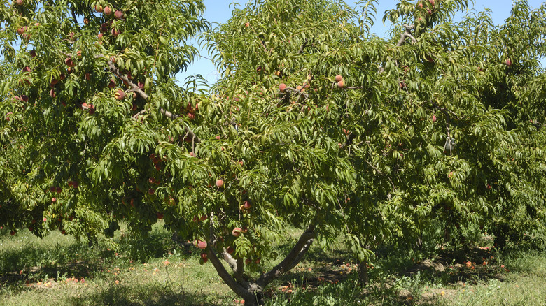 Overgrown peach trees