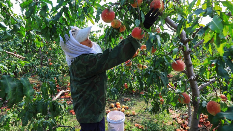 Farm laborer harvesting peaches