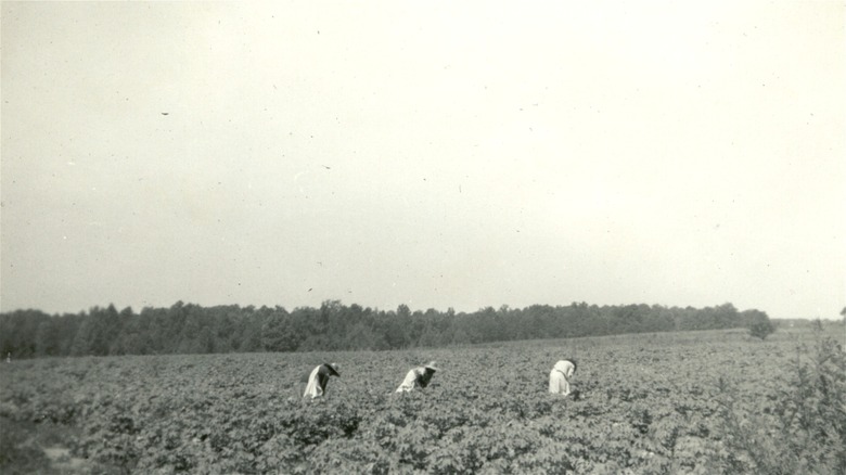 workers in cotton field