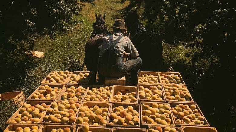 Farmer on cart of peaches