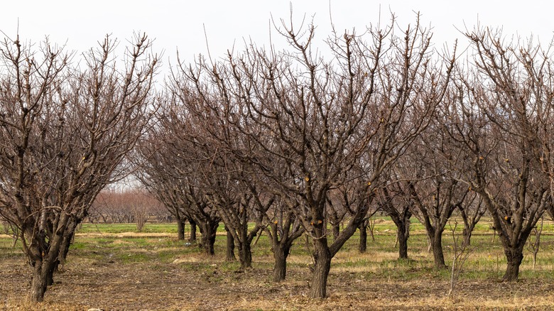 Bare peach orchard